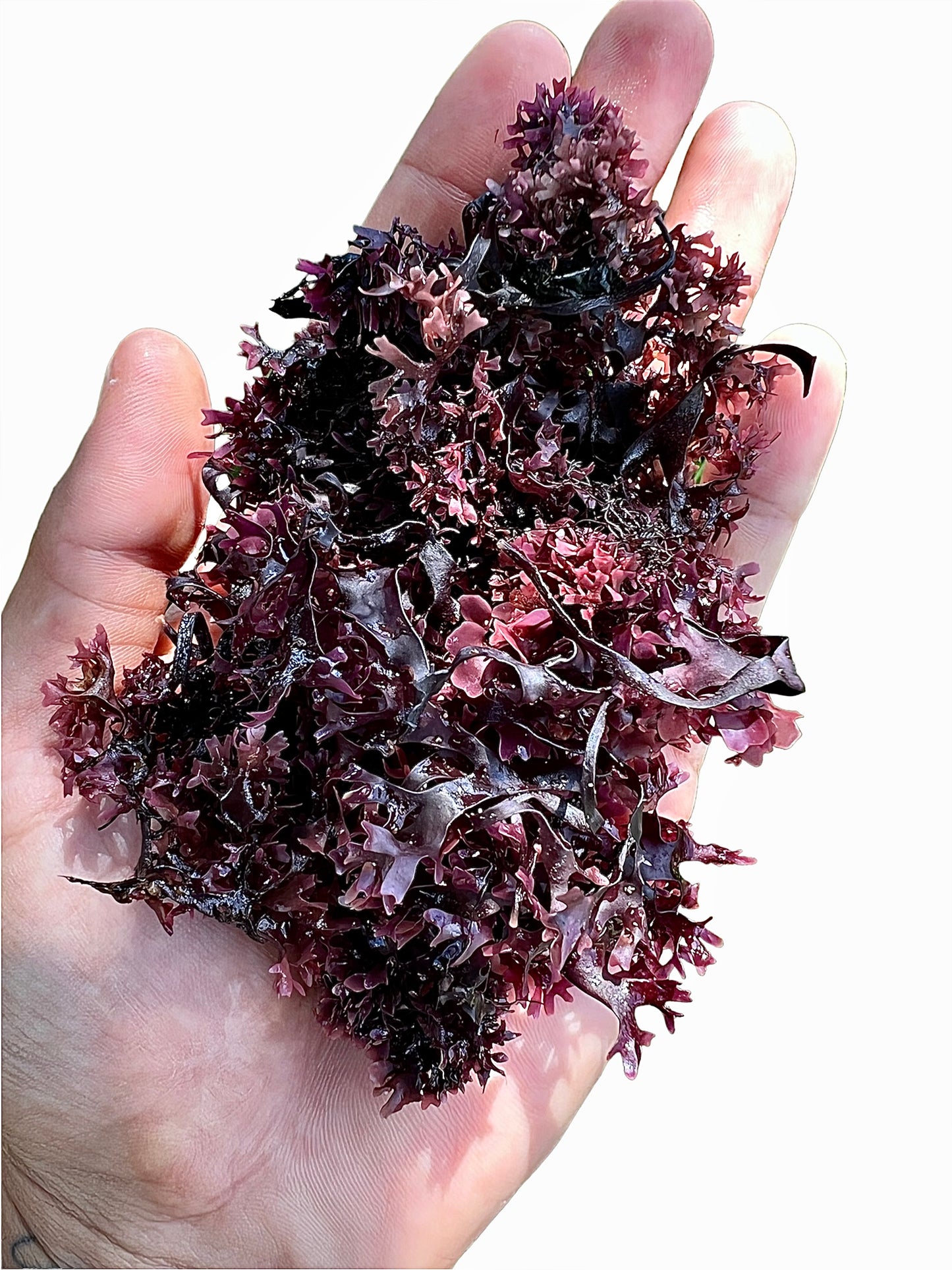 Close-up of Irish Sea moss, highlighting its natural texture and rich, purple color.