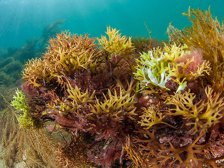Close-up image of Irish Sea moss in the sea, showcasing its natural texture and vibrant color.
