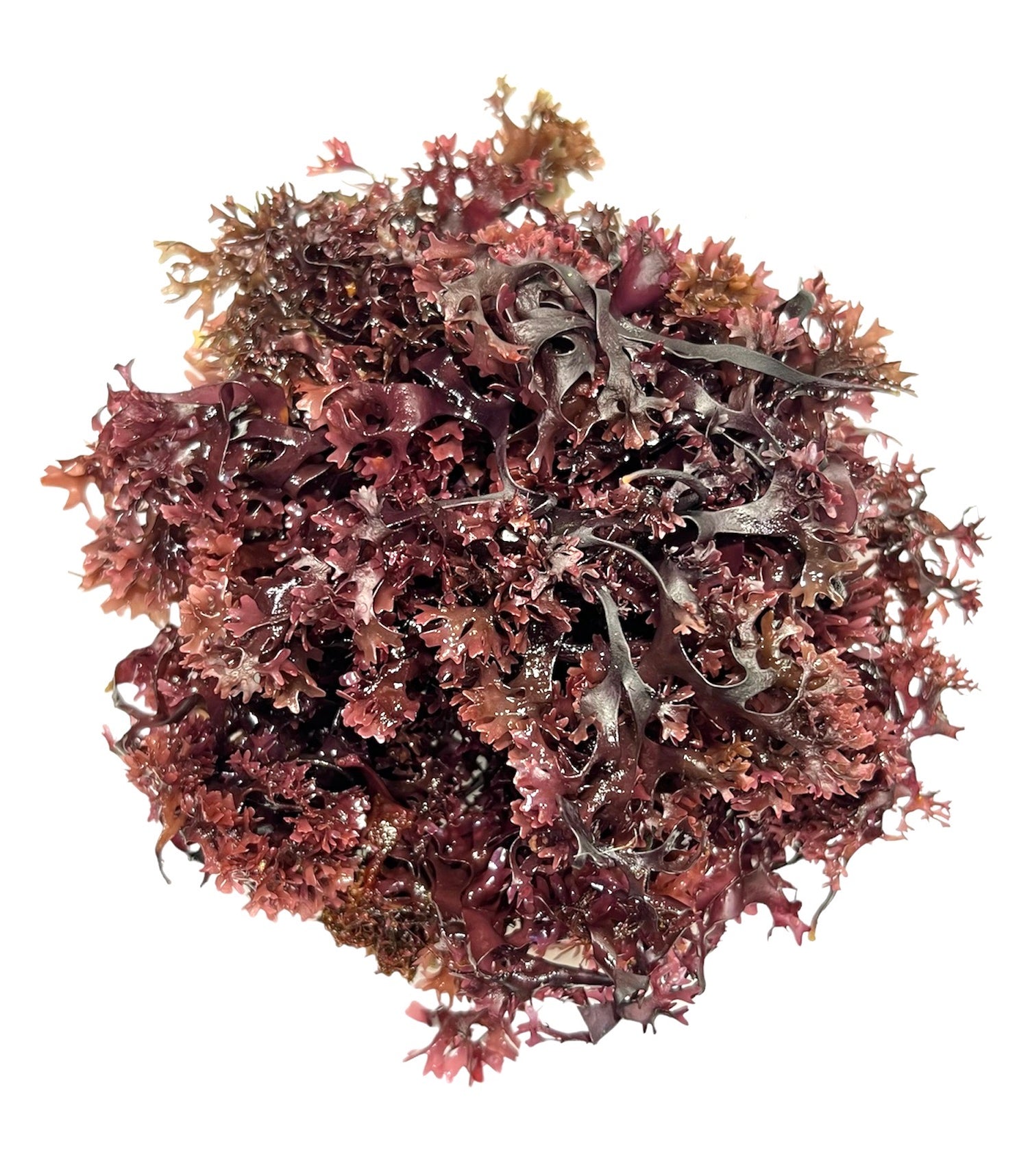 Close-up of Irish Sea moss, highlighting its natural texture and rich, purple color.