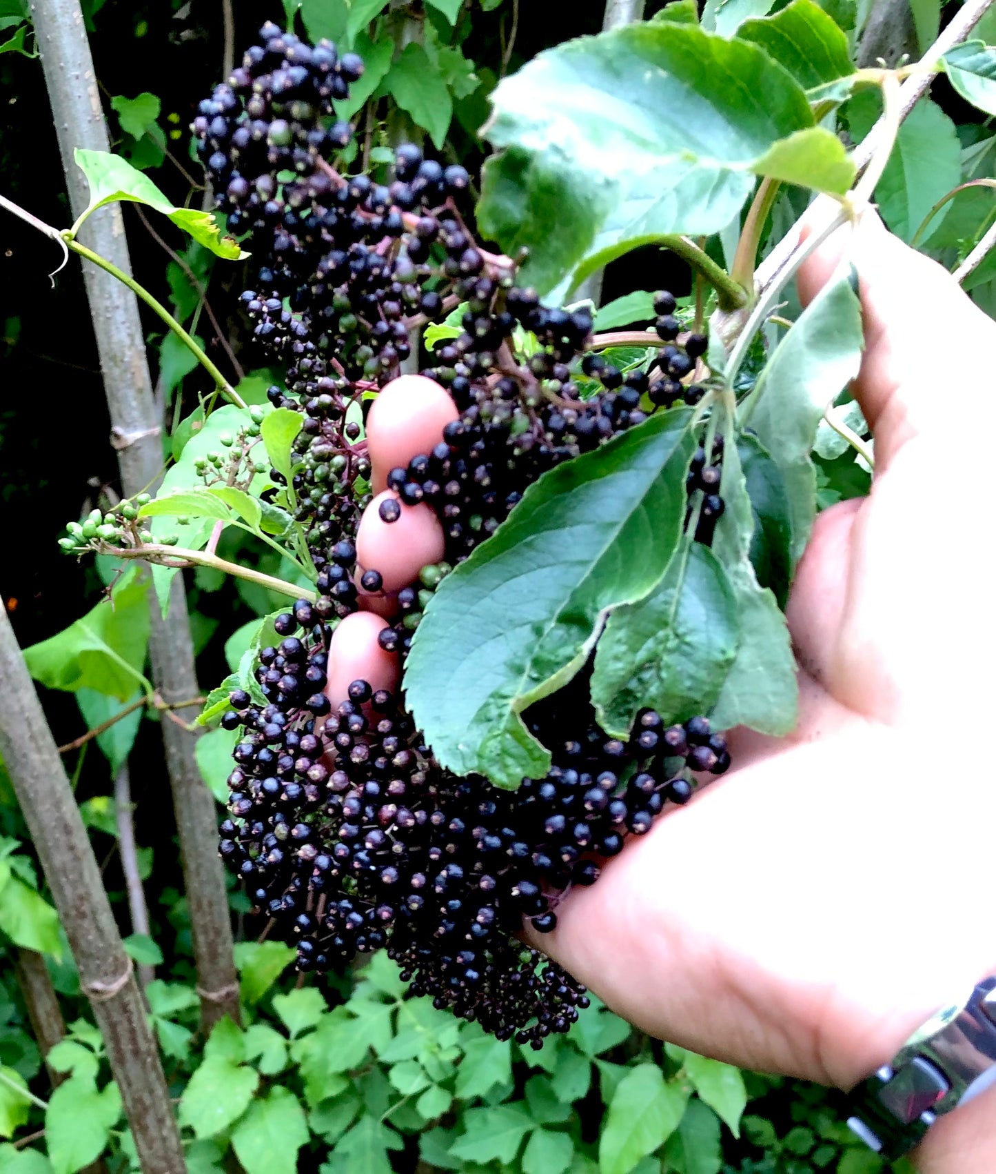 Image of elderberry tree with clusters of dark purple elderberries.