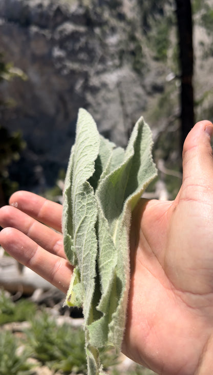 Wild Mountain Harvested Mullein