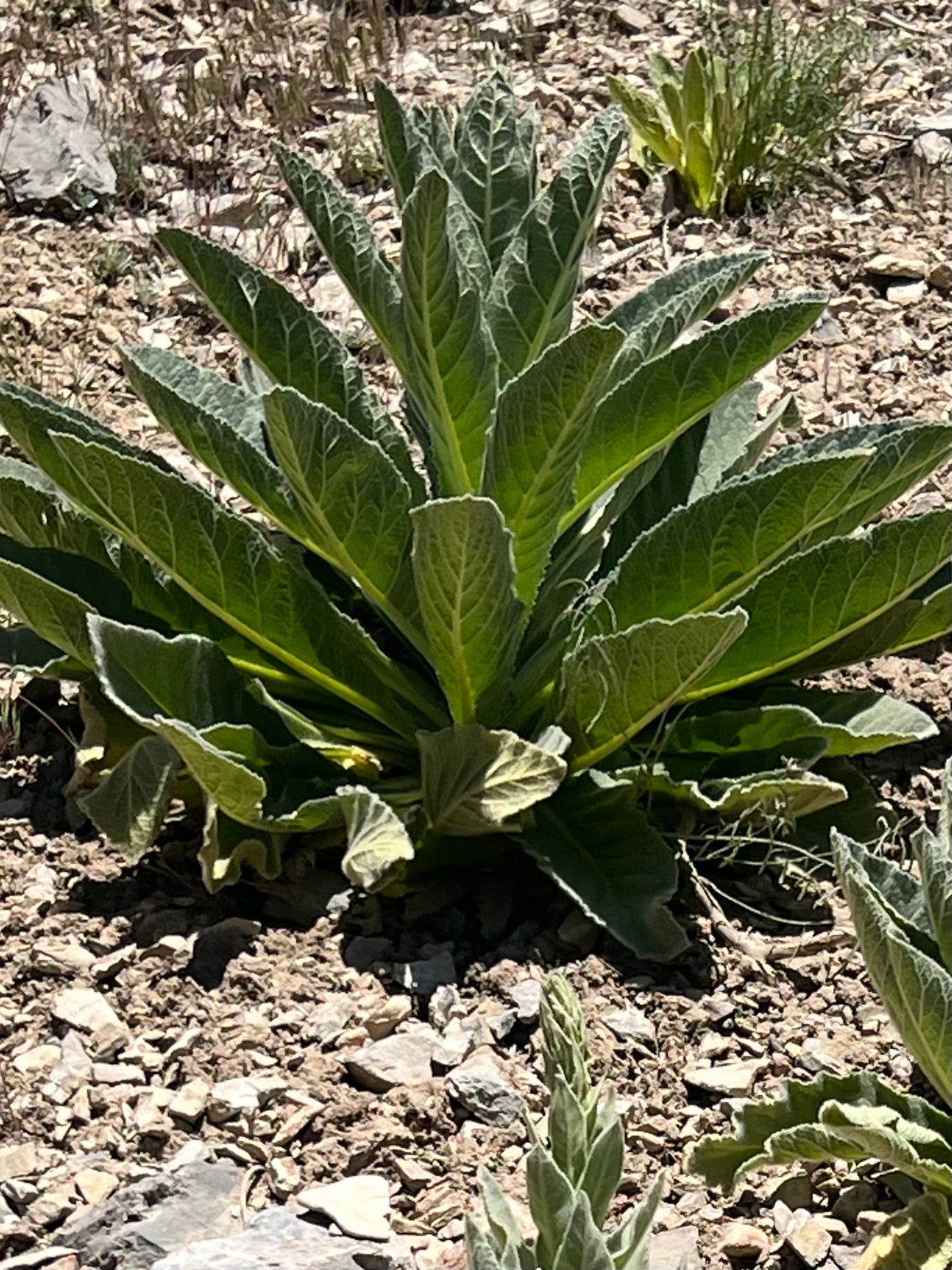 Wild Mountain Harvested Mullein