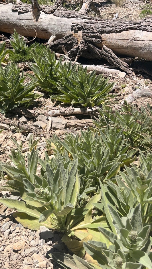 Wild Mountain Harvested Mullein