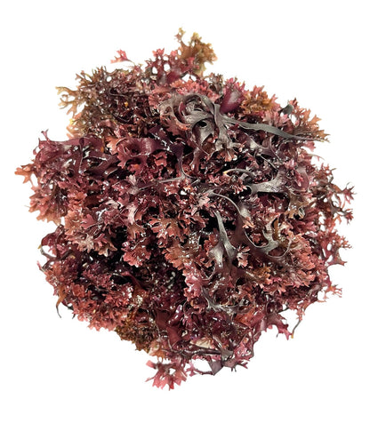 Raw Sun Dried Irish Sea Moss (Chondrus Crispus)