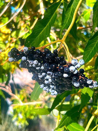 Wildcrafted Elderberry Syrup